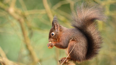 Eichhörnchen (23).jpg